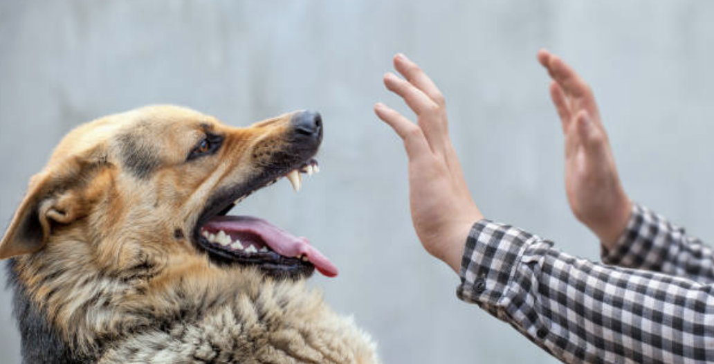 Dog Bites