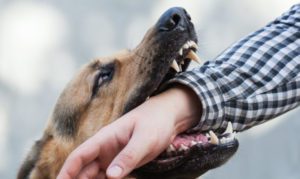 How Sweeney Merrigan Law, LLP Can Help After a Dog Bite or Attack in Boston