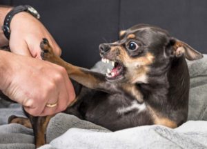 We’ll Fight to Recover Compensation for All of Your Dog Bite Injuries