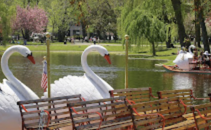 Swan Boats