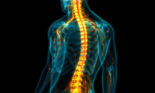 digital representation of a spinal cord